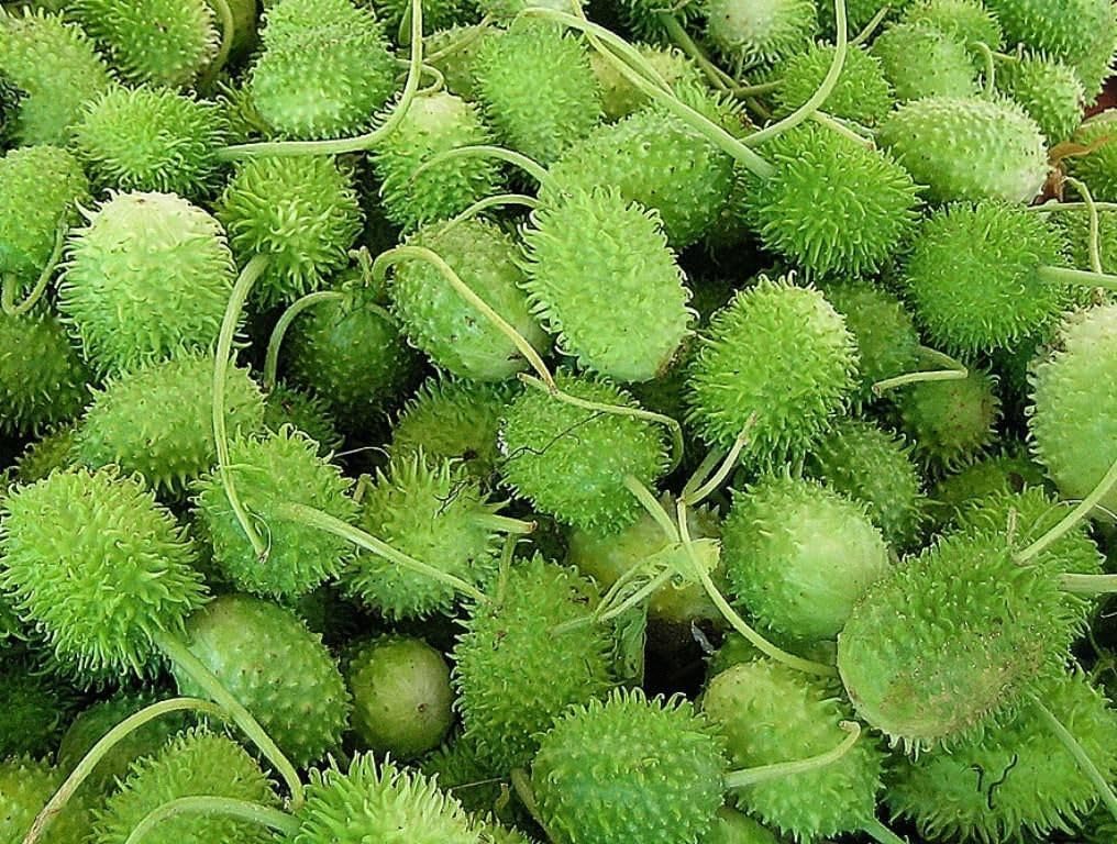 Cucumis Anguria Seeds for Planting - 100 pcs