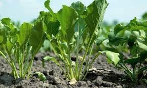 50pcs Beet Plant Seeds - Ideal for Growing Sweet and Nutritious Beets 100 pcs