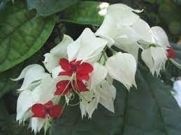 Clerodendrum Thomsonae Flower Seeds for Planting - 100 pcs