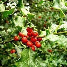 Ilex Aquifolium English Holly Seeds - Ideal for Bonsai or Ornamental Gardens, Heirloom Seeds