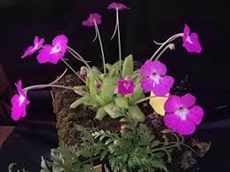 Heirloom Non-GMO Butterwort Carnivorous Flower Seeds for Indoor & Bog Garden Planting