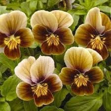 Pansy Flower Seeds – Heirloom Non-GMO Seeds for Colorful and Cool-Season Garden Planting