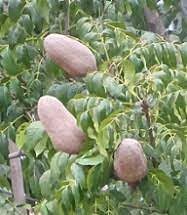 Khaya Senegalensis Fruit Seeds for Hardy and Fruitful Tree Growth 100 pcs