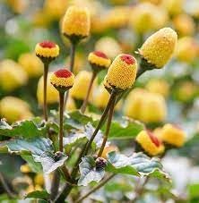 Spilanthes Oleracea Flower Seeds for Planting -Hierloom Flower Seeds