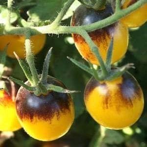 Yellow Black Tomato Solanum lycopersicum for planting in home garden
