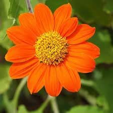 Heirloom Non-GMO Tithonia Flower Seeds for Vibrant Orange Butterfly Garden Planting