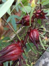 Passion Fruit Seeds - Grow Tangy and Refreshing Passion Fruit at Home 100 pcs