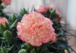 Carnation Perennial Flower Seeds – Heirloom Non-GMO Seeds for Fragrant and Colorful Garden Planting