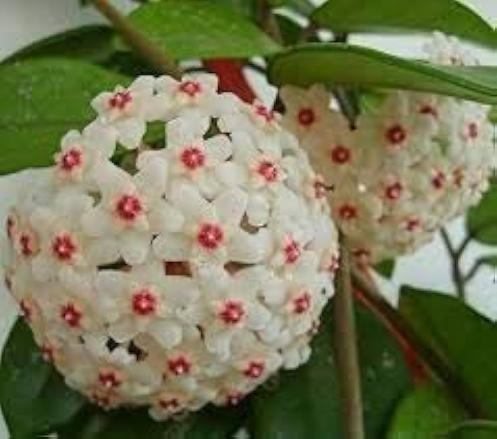 Hoya carnosa orchid ball flower seeds for planting in indoor pots or hanging planters