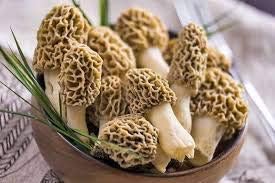 Light Green Morel Mushroom Morchella esculenta for planting in urban garden