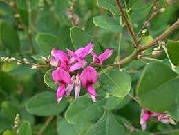 Heirloom Lespedeza Bicolor Flower Seeds for Planting, Non-GMO