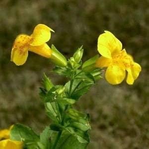Organic Heirloom Non-GMO Yellow Erythranthe Seeds for Planting – Fresh Vibrant Blooms