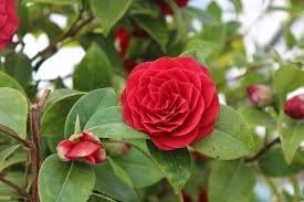 Camellia Flower Seeds – Heirloom, Non-GMO Seeds for Planting Elegant Garden Blooms