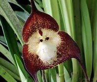 Heirloom Non-GMO Chocolate Monkey Orchid Flower Seeds – Rare Fragrant Blooms for Garden Planting