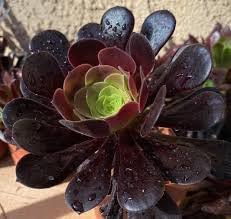 Heirloom Aeonium Flower Seeds, Non-GMO Succulent Blooms for Low-Maintenance Garden Planting