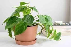 Heirloom Philodendron Plant Seeds for Indoor or Garden Planting, Non-GMO, Lush Tropical Foliage