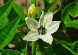 Jalapeno Seeds – Heirloom Non-GMO Vegetable Seeds for Spicy Pepper Garden Planting