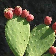 Opuntia Ficus-Indica Plant Seeds for Planting - Hardy, Sweet Cactus Fruit, Heirloom and GMO Free Seeds
