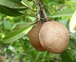Manilkara Zapota Fruit Seeds for Planting - Growing Tropical Sapodilla Trees at Home Garden