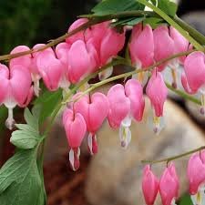 Heirloom Non-GMO Bleeding Heart Flower Seeds for Romantic Garden Borders and Unique Bloom Displays