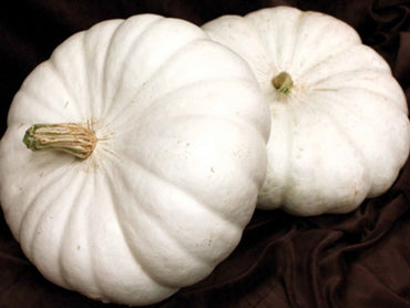 Pumpkin- Flat White Boer 25g