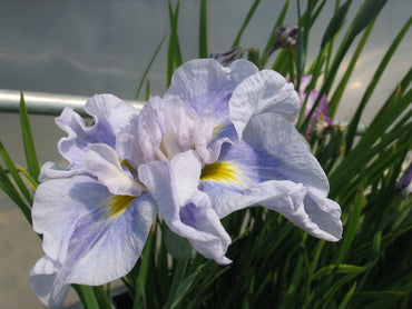 Ice Cream Dinner Plate Japanese Iris