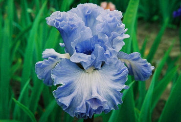 Double Bubble Bearded Iris Seeds