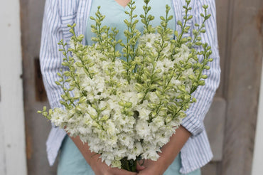 QIS? White – Larkspur Seed