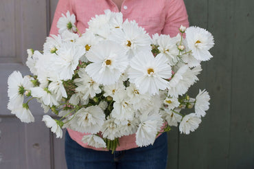 Fizzy White – Cosmos Seed