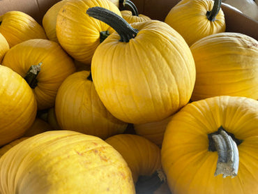 Mellow Yellow – Pumpkin Seed