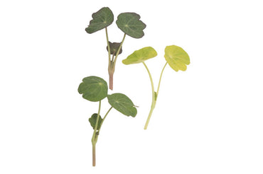 Shades of Green Nasturtium – Shoot Seed