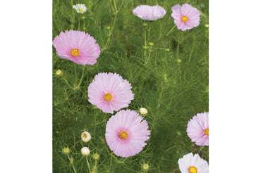 Cupcakes Blush – Cosmos Seed