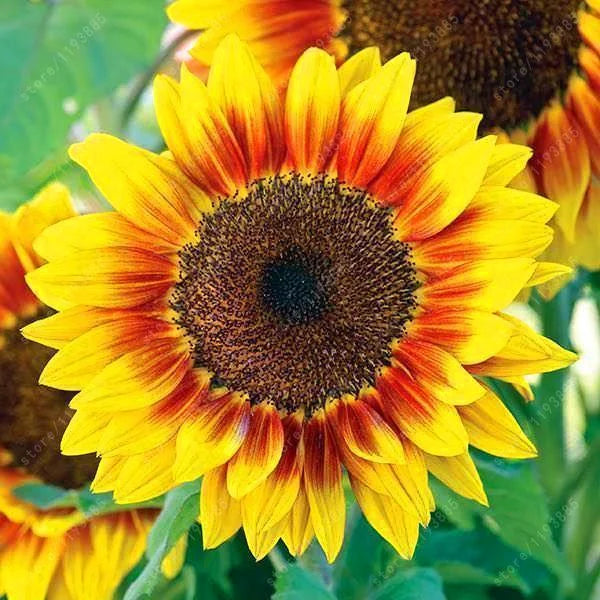 Dwarf Sunflower Seeds