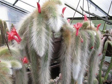 Hildewintera Colademononis - Stunning Monkey Tail Cactus