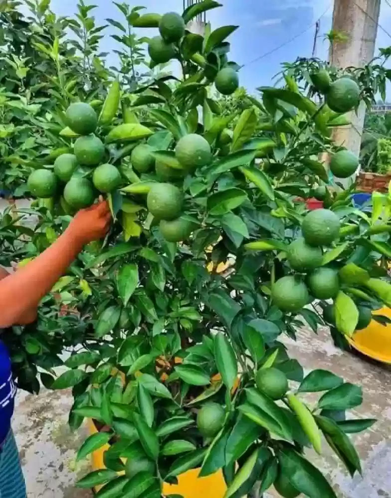 Indian Sweet Lime Seeds