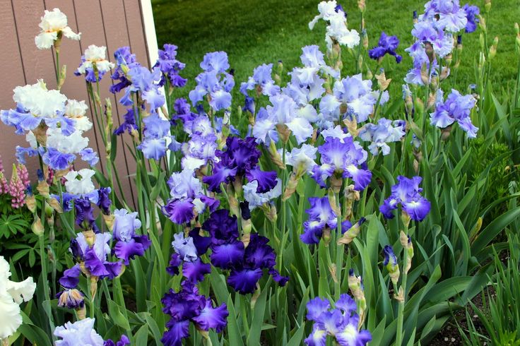 Heavenly Blues Iris Mixture Super Sak