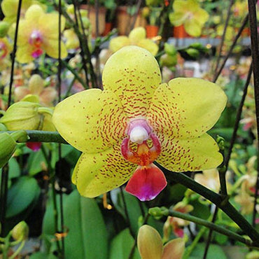 Phalaenopsis Rare Orchid Seeds Bonsai Plants Flowers Seeds