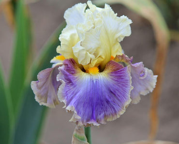 Style Traveller Bearded Iris Seeds