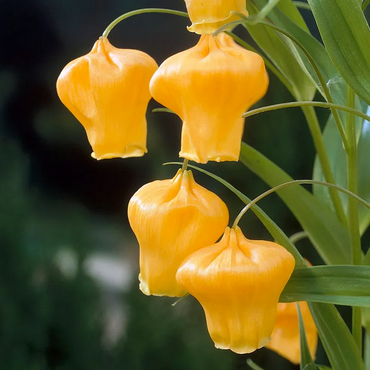 Sandersonia Aurantiaca Seeds