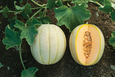 Halona – Melon Seed