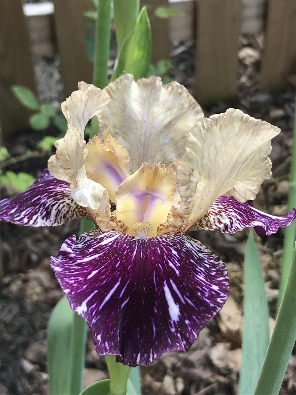 Gnus Flash Bearded Iris