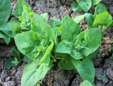 Dark Green Orach – Organic Greens Seed