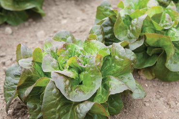 Cegolaine – Lettuce Seed