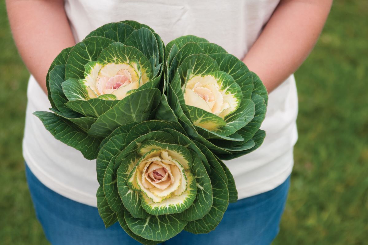 Crane White – Ornamental Kale Seed