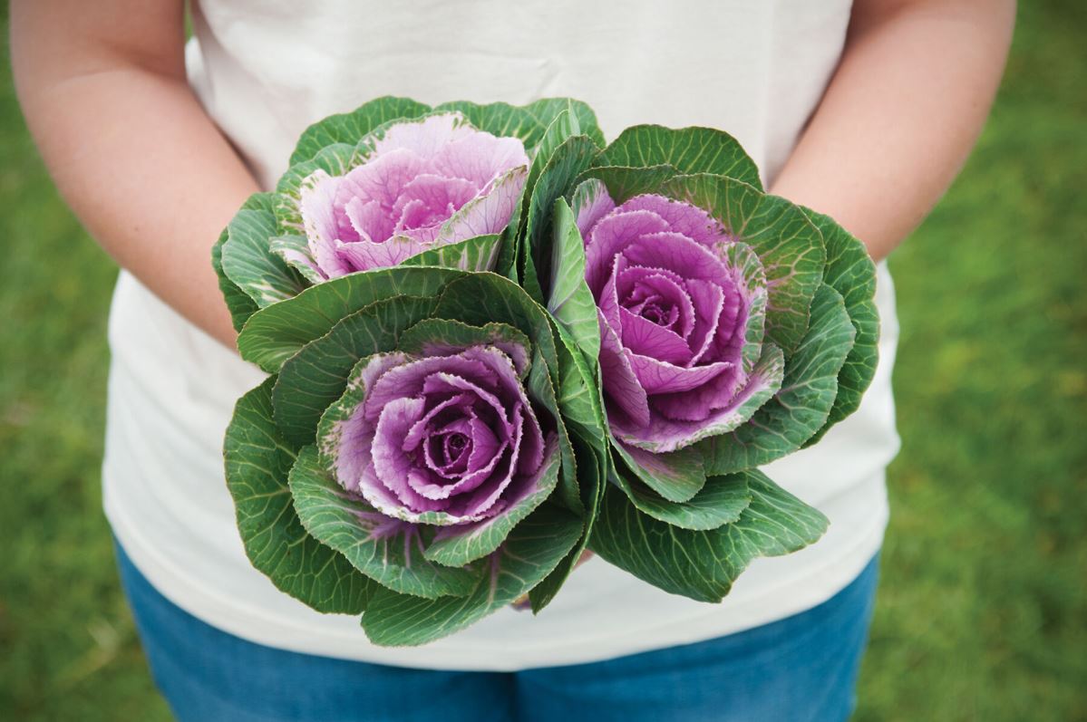 Crane Pink – Ornamental Kale Seed