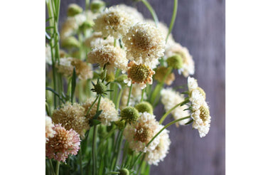 Fata Morgana – Scabiosa Seed