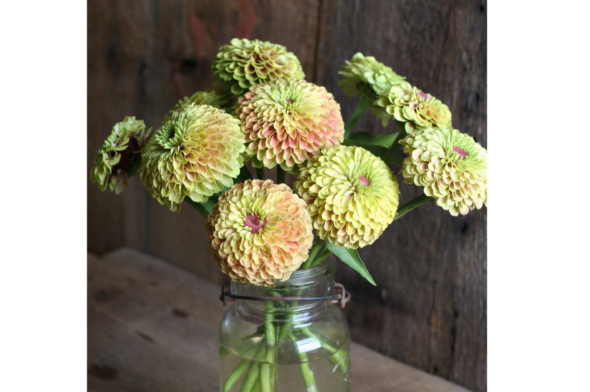 Queen Lime with Blush – Zinnia Seed
