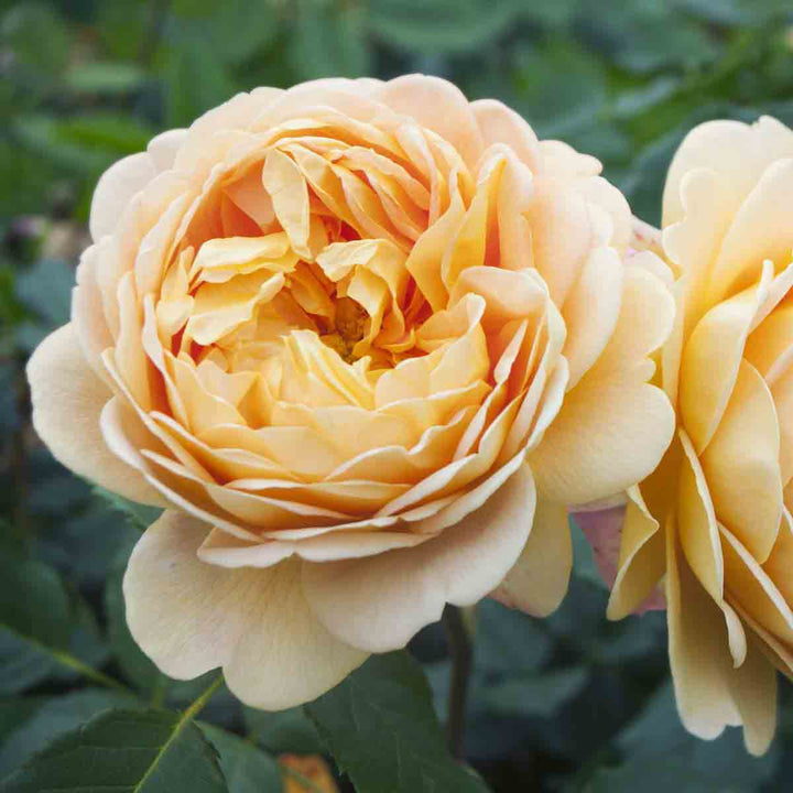 Cream Rose Heirloom Non-GMO Seeds for Planting