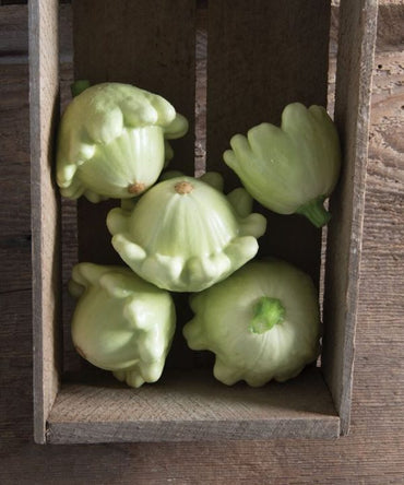 Maveric – Zucchini Squash Seed