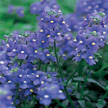 Nemesia- Blue Gem
